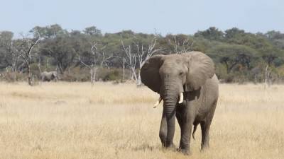 Pelo menos 55 elefantes morreram de fome nos últimos meses em parque nacional do Zimbabué