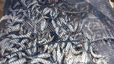 Pesca da sardinha proibida a partir de hoje