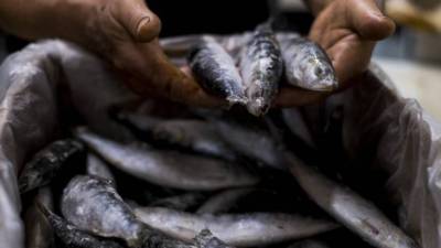Pesca da sardinha proibida a partir de sábado
