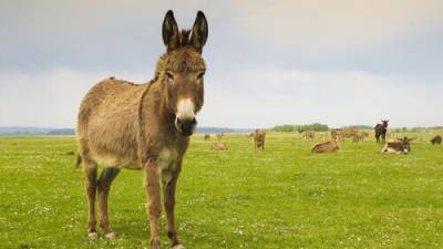 PETA apela ao Quénia para proibir comércio de peles de burro para a China