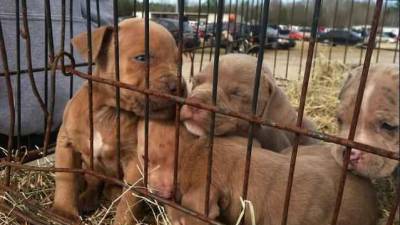 Petição com 235 mil assinaturas apela ao fim de festival de carne de cães na China