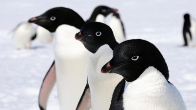 Pinguins da Antártida duplicam em relação às estimativas dos cientistas