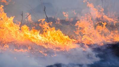 PJ recolheu elementos de natureza criminosa sobre fogo da Sertã