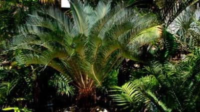 Plantas ‘colonizaram’ a Terra cem milhões de anos mais cedo do que se pensava