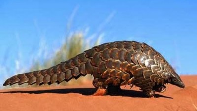Polícia chinesa investiga banquete com animal em vias de extinção