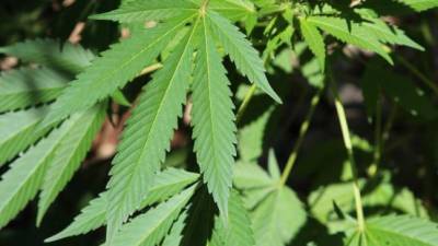 Polícia Judiciária desmantela organização que produzia liamba para exportar