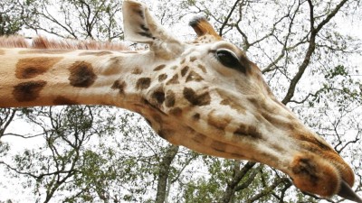 População mundial de girafas caiu 40% em trinta anos
