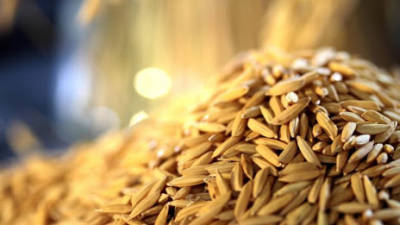 Portugal já pode exportar arroz em casca para o Paraguai