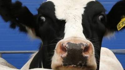 Primeira vaca clonada no mundo morre aos 21 anos no Japão