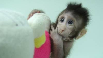 Primeiros macacos clonados com a técnica da ovelha Dolly nasceram na China