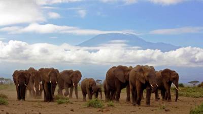 Procura chinesa por pele de elefante coloca espécie em risco