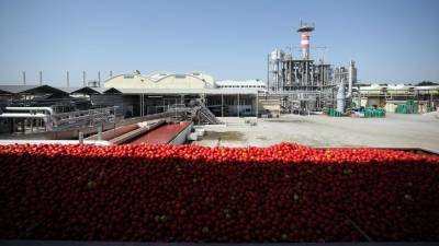 Produção de tomate deverá ser das melhores de sempre