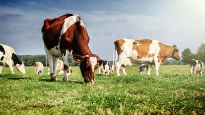 Produtores de leite contestam exibição de “filme vegan” em escola portuguesa