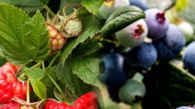 Produtores de pequenos frutos vermelhos procuram mercados alternativos devido ao ‘Brexit’