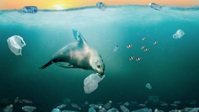 Quatro atletas anunciam mudança de vida para alertar para o plástico nos oceanos