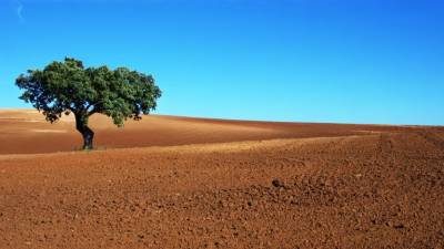 Quercus pede declaração de estado de emergência climática para o Alentejo