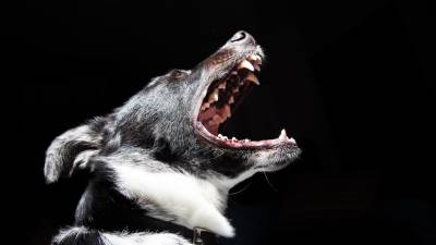 Raiva canina matou 16 pessoas no primeiro semestre do ano em Moçambique