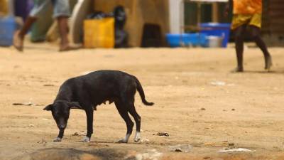 Raiva matou quase duas mil pessoas desde 2007 em Angola