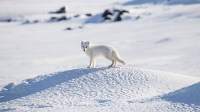 Raposa do árctico atravessou 3.500 quilómetros entre a Noruega e o Canadá em 76 dias