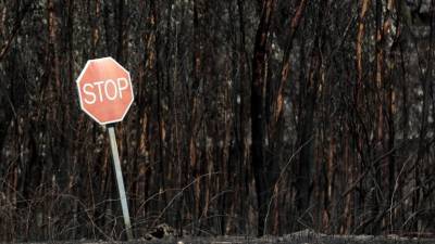 Área ardida pelos incêndios este ano inferior em 26% em relação a 2018