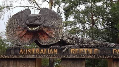 Recolhido recorde de veneno de cobra na Austrália que dá para matar 100 pessoas