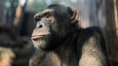 Restam 250.000 chimpanzés no continente africano