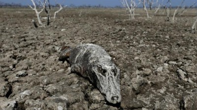 Rio Pilcomayo está a desaparecer e está a levar vários animais à morte