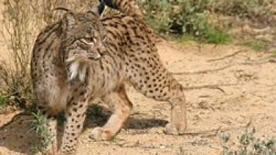 Sete crias de lince ibérico nasceram em centro espanhol