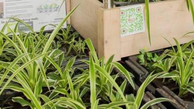 ‘Start up’ holandesa quer massificar produção de energia a partir de plantas