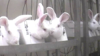 Suíça vai referendar proibição de testes experimentais em animais e humanos