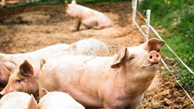 Surto de peste suína chega a Hong Kong e as autoridades vão abater 6 mil porcos
