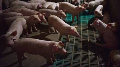 Surto de peste suína na China pode propagar-se para o resto da Ásia