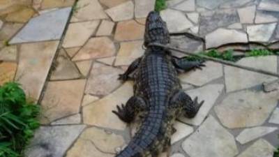 Temporal causa 9 mortes e leva jacaré para bairro da cidade brasileira do Recife