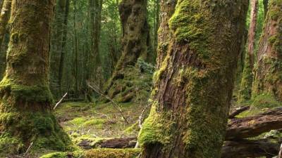 Tribunal Europeu condena Polónia por intervenção em floresta milenar