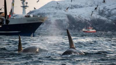 Tribunal russo condena empresas pela captura de orcas