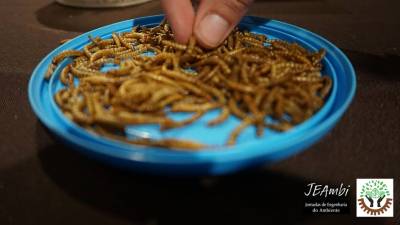 Três espécies de insectos comestíveis à espera de lei em Portugal