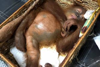 Turista russo detido no aeroporto de Bali ao tentar transportar orangotango na mala
