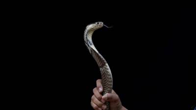 Uma em cada cinco espécies selvagens de vertebrados é comercializada