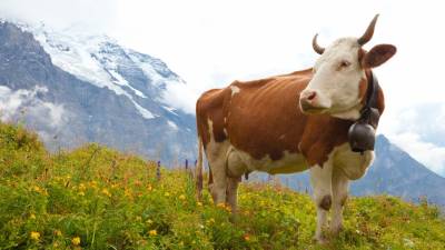 Vacas com chifres, símbolo nacional da Suíça, vão a referendo