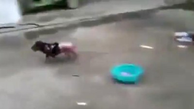 Vídeo chocante de cão que estava a ser cozido vivo e conseguiu escapar à morte