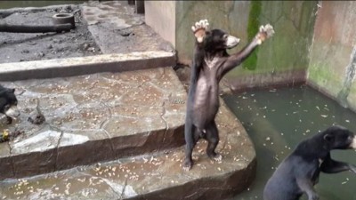 Vídeo denuncia ursos esqueléticos a implorar por comida num jardim zoológico