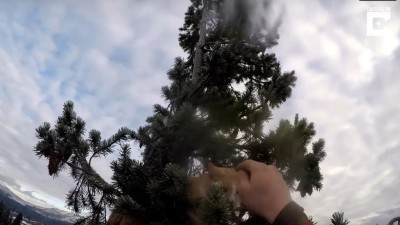 Vídeo mostra resgate de gato após 72 horas preso numa árvore de 30 metros