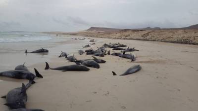 Veterinários espanhóis vão tentar explicar morte de 136 golfinhos em Cabo Verde