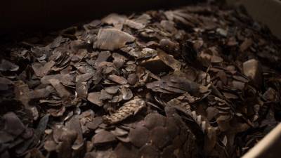 WWF alerta para risco de novas pandemias