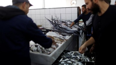 WWF quer mudar hábitos de consumo de peixe de seis milhões de pessoas
