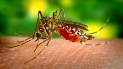 Zika deixou de ser emergência de saúde pública
