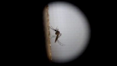Zika Mais de 50% das brasileiras não querem engravidar devido ao vírus
