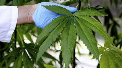 Zimbabué avança com legalização da canábis para fins medicinais