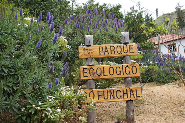 Chuva cancela plantação de árvore por parte de embaixadora da Finlândia