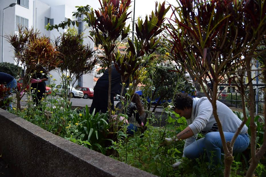 JP-Funchal limpou canteiro no Bairro dos Viveiros